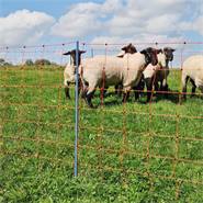 Rete per pecore AKO OviNet Premium 50m, recinto per pecore, 90cm, 14 pali rinforzati, 1 punta, arancione