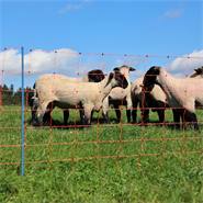 Rete per pecore AKO OviNet Premium 50m, recinto per pecore, 90cm, 14 pali rinforzati, 2 punte, arancione