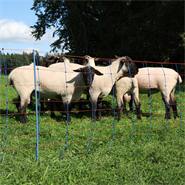 Rete per pecore AKO TitanNet Premium, 50 m, 90 cm, 14 pali rinforzati, 2 punte, montanti rigidi, blu-arancione