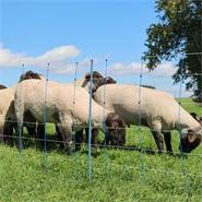 Rete per pecore AKO TitanNet Premium, 50m, 90 cm, 14 pali rinforzati, 2 punte, montanti rigidi, blu-arancione