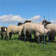 Rete per pecore AKO TitanNet Premium, 50 m, 108 cm, 14 pali rinforzati, 2 punte, montanti rigidi, blu-arancione