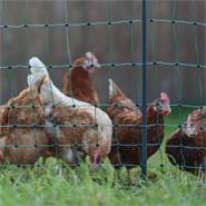 Rete per pollame AKO PoultryNet Premium 25m, recinto per polli, 106cm, 9 pali rinforzati, 2 punte, verde