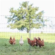 Rete per pollame AKO PoultryNet Premium 50m, recinto per polli, 106cm, 15 pali rinforzati, 2 punte, verde