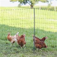 Rete per pollame AKO PoultryNet Premium 25m, recinto per polli, 106cm, 8 pali rinforzati, 2 punte, verde, Non elettrificabile