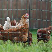 Rete per pollame AKO PoultryNet Premium 50m, recinto per polli, 106cm, 15 pali rinforzati, 2 punte, verde, Non elettrificabile