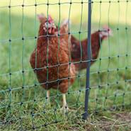 Rete per pollame AKO PoultryNet Premium 50m, recinto per polli, 122cm, 15 pali rinforzati, 2 punte, verde, Non elettrificabile