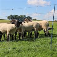 Rete per pecore AKO TitanNet Premium Vario, rete antilupo da 50 m, 122 cm, 14 pali rinforzati, 2 punte, bianco-blu