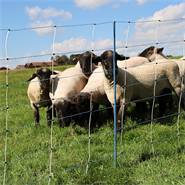 Rete per pecore AKO TitanNet Premium Vario, rete antilupo da 50 m, 122 cm, 14 pali rinforzati, 2 punte, bianco-blu