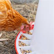 Mangiatoia automatica per pollame, capacità fino a 6 kg di mangime, con coperchio