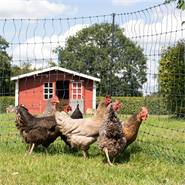 Rete per pollame VOSS.farming farmNET+, 50 m, 112 cm, 20 pali, 2 punte, verde