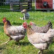 Rete per pollame VOSS.farming farmNET, 25 m, 112 cm, 9 pali, 2 punte, verde