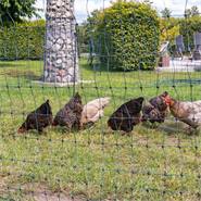 Rete per pollame VOSS.farming farmNET+, 50 m, 112 cm, 20 pali, 2 punte, verde
