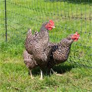 Rete per pollame VOSS.farming farmNET, 15 m, 112 cm, 6 pali, 2 punte, verde