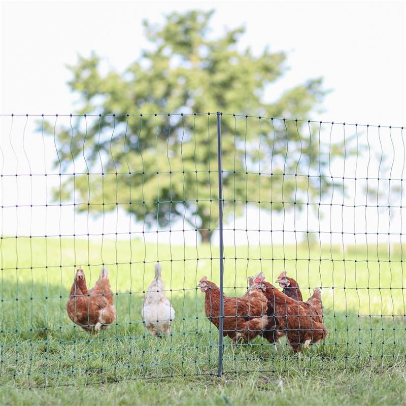 Rete per pollame AKO PoultryNet Premium 50m, recinto per polli, 122cm, 15  pali rinforzati, 2 punte, verde