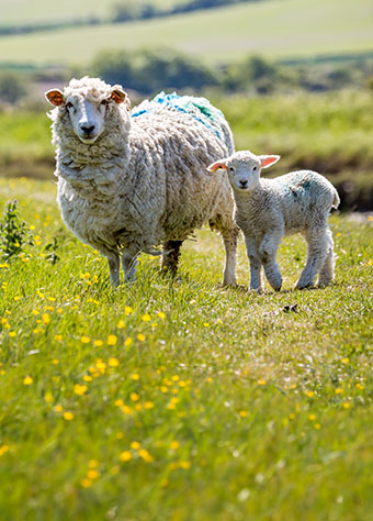 Allevamento di agnelli